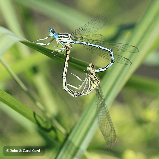 _MG_1220 Platycnemis pennipes in cop.JPG